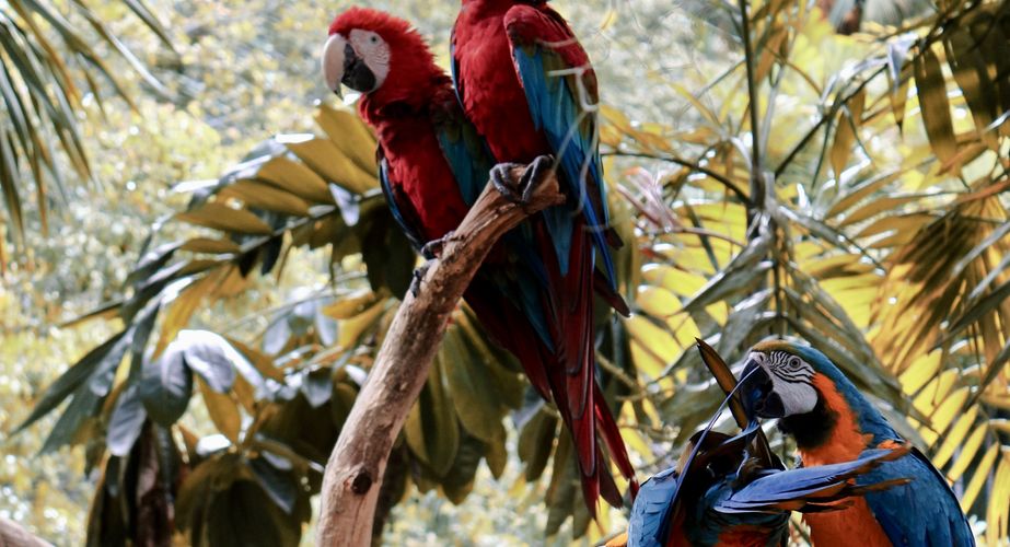 Papegaaien Maleisië Papegaaien Maleisië